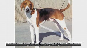 Ultimate Guide to Grooming Your American Foxhound