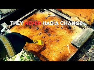 Beekeeper Eliminates Small Hive Beetles Before they Mature