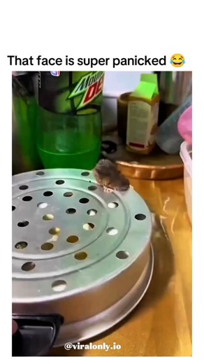 Entertainment on Instagram: "The post shares a 12-second video of a mouse trapped inside a kitchen colander, desperately poking its head through the holes amid eggs and drinks on a counter, captioned "Trapped " for comedic effect. Uploaded on 19 December 2025 by @NyanyaRach28401 , it quickly amassed 4,710 likes and 224,000 views, driven by the relatable charm of animal mishaps in everyday settings. User replies blend humour and mock concern, from Indonesian quips on the mouse's panic to calls fo