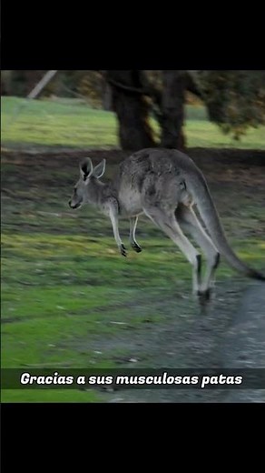 Descubre el asombroso salto de los canguros: Atletas del reino animal
