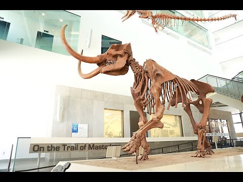 Mastodon tusk analysis reveals new evidence of migration