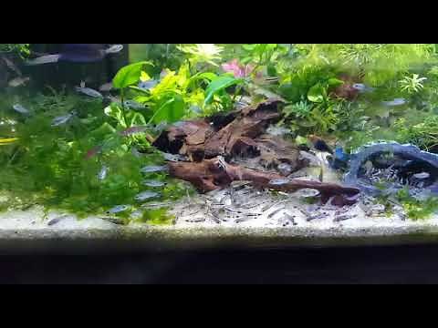 Large school of dwarf corydoras: pygmaeus, hastatus, habrosus