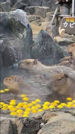 Adorable Capybara Hot Springs (Outdoor Bath) 元祖 カピバラの露天風呂 伊豆シャボテン動物公園 ‪@ochikeron‬