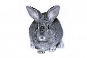 Giant Chinchilla Rabbit Care Sheet - Here Bunny