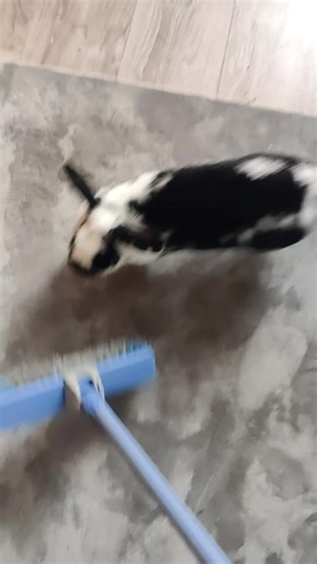 Rabbit Fights: Understanding Pet Behavior