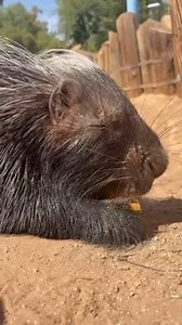 African crested porcupine ASMR for World Porcupine Day (video:Keeper Nicole) #worldporcupineday | Wildlife World Zoo