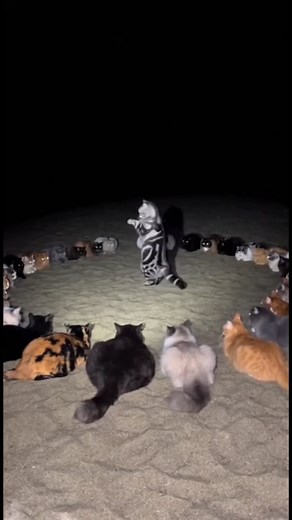 722K views · 17K reactions | FluffyTamer on Reels | Facebook