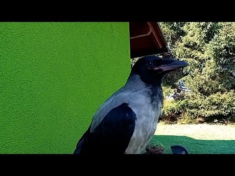 Hooded Crow Learning How to Crow