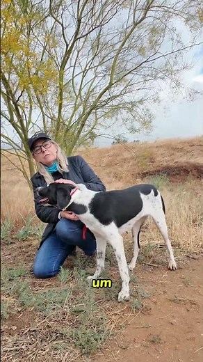 We Couldn't Leave This Dog At The Shelter ⛑️
