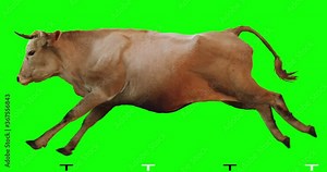 Red bull runs on a transparent background. Cyclic animation. Green Screen. Can also use as a silhouette.