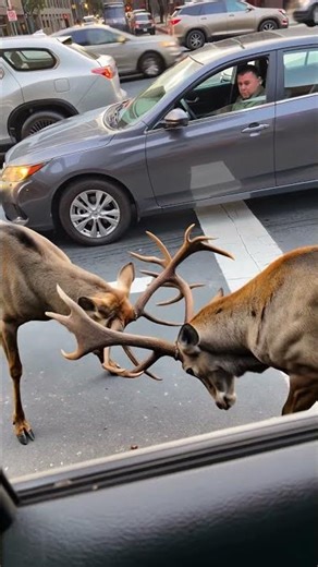Two Huge Deer Lock Horns in the Middle of Traffic 😳🦌🚗 #reindeer #deerhabitat #animalrescue #usa