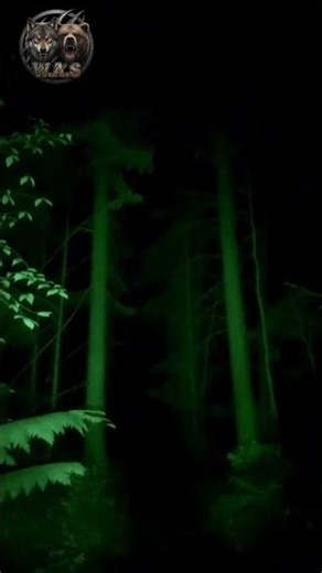 TERRIFYING: Silent Owl Attacks Hiker in Deep Woods! (Night Vision Footage) 😱🦉💥