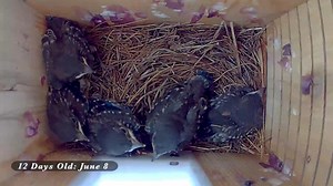 Look Inside a Nest Box! Fascinating Time-Lapse of Baby Bluebirds Growing | Birds Walking Down
