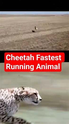 Cheetah- Fastest Running Animal #animals #trending #motivation