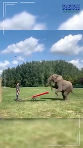 These pets understood the assignment: be cute AND hilarious 🤣🐾 👉 SHARE if you love animals with attitude! #funnyJobs #FunJobs #AnimalComedy #SassyPets | Amazing Videos