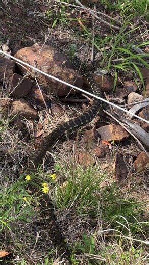 Saw This Fella Heading to the Dam For a Drink