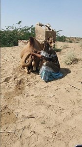 فتاة تغني في مؤخرة جمل