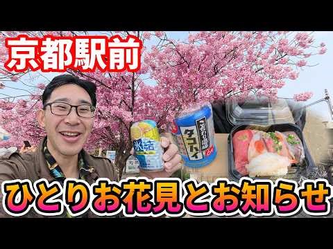 [Kyoto Cherry Blossoms 2026] A travel guide for solo cherry blossom viewing, just 15 minutes from...