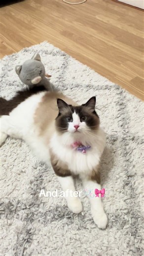 Transforming My Ragdoll Cat: Before and After Grooming