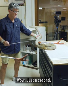 29M views · 313K reactions | The King Cobra vs the Gaboon Viper!  | Coyote Peterson | Facebook