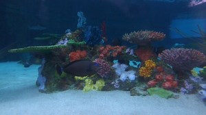 2.2K views · 95 reactions | Every week is #SharkWeek at the Aquarium of the Pacific! Bring home the jawsome views by streaming our Shark Lagoon Webcam, powered by explore.org. https://pacific.to/aopsharkcam 麗 | Aquarium of the Pacific | Facebook