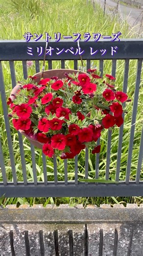 Suntory Flowers Million Bells Red #MillionBells #Gardening #Calibrachoa
