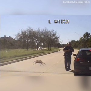 13K views · 28 reactions | This police officer is about to be attacked by a giant spider!   | Daily Mail Video | Facebook