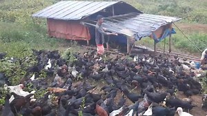 3M views · 126K reactions | Beta-Carotene Chicken! Manok Pinoy in...