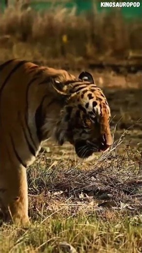 Bengal Tiger tribute - The wounded warrior marches