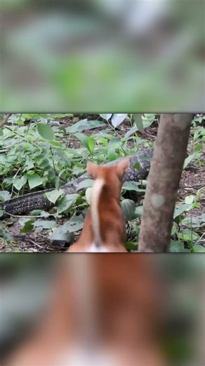 Dogs vs Monitor Lizards — Wild Clash