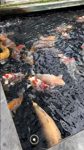 Beautiful Variety of Koi Swimming Gracefully