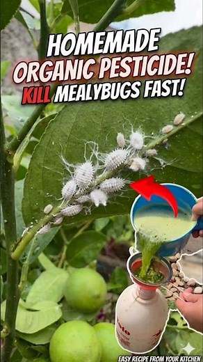 How to Make Your Own Organic Pesticide at Home 🍃 🧄
