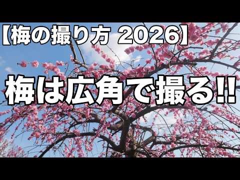 [How to Photograph Plum Blossoms 2026] Photograph plum blossoms with a wide-angle lens! For camer...