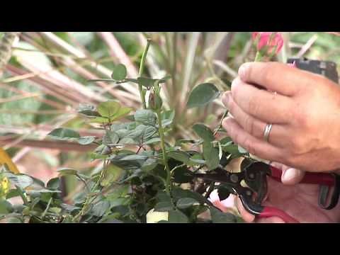 Double Knockout Rose Pruning Techniques