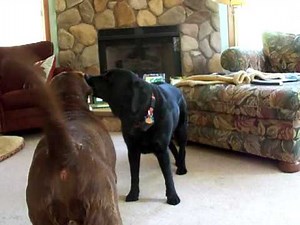 Chocolate and Black Lab Playing