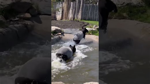 Tapirs Play and Splash in a Joyful Zoo Moment