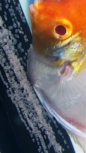 ANGELFISH LAYING EGGS #angelfish #exoticaquariumfish #youtubeshorts