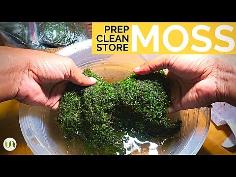 Preparing, cleaning and storing moss for terrarium and other botanical projects