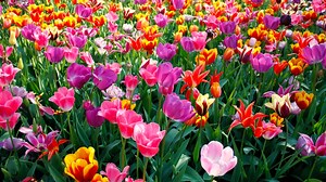 Llegó la primavera: 10 canciones para festejar