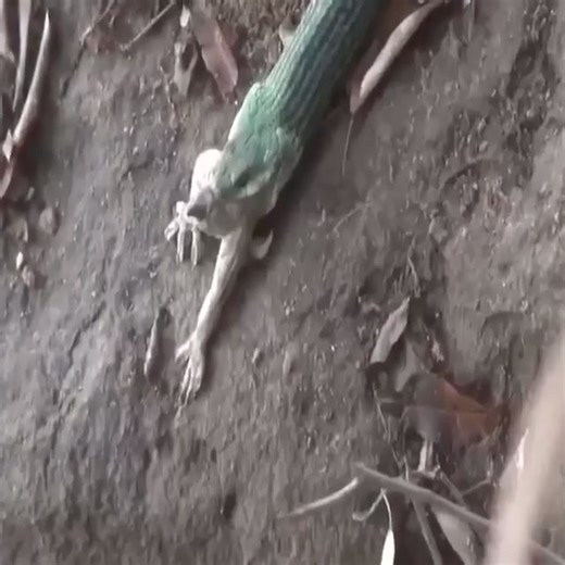 42K views · 221 reactions | The fierce battle between snakes and geckos | Amazing Video | Facebook