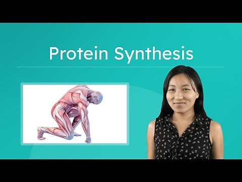 Protein Synthesis - How Cells Make Proteins