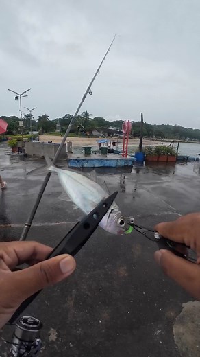 its raining in subic! ft. sellar boops! ☔️ #fishing #mancing #grandeisland #fishingtrip #fishinglife | Bosai