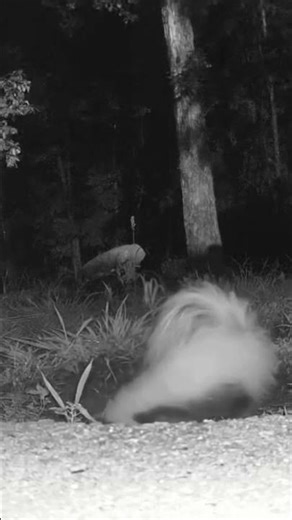 Pepe Le Pew #shorts #wildlife #skunks