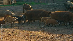 Mangalica pigs and piglets walking in their natural habitat, natural breed, domestic life. High quality 4k footage