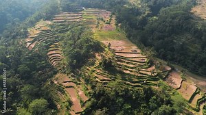Rice terraces in Southeast Asia. Typical agricultural landscape in Bali, Indonesia, Vietnam, Philippines, Cambodia, Laos, Thailand and Myanmar. Drone shot, aerial view