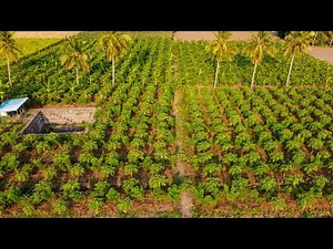 subhash palekar 5 layer farming
