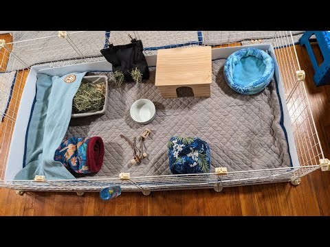 How to Set up A Guinea Pig Cage
