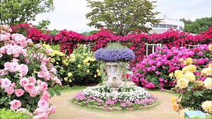 92K views · 2.4K reactions | 花のステージは、ふじのはな物語からローズガーデンへ 500種2,500株のバラと色鮮やかなクレマチス、シャクナゲが園内を彩ります。 The stage of the flower is from the great Wisteria Festival to the Rose Garden. With 500 different roses and colorful clematis, rhododendron is waiting for you. | あしかがフラワーパーク/Ashikaga Flower Park | Facebook