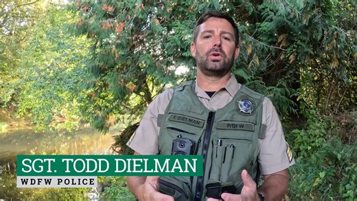 Fishing legally and ethically helps to ensure an enjoyable time for everyone. We would like to remind all anglers that snagging is illegal throughout Washington. Snagging is defined in WAC 220-300-160 as “an effort to take fish with a hook and line in a manner that the fish does not take the hook or hooks voluntarily in its mouth.” Although more commonly witnessed during times of low flow, snagging occurs year-round. Violators are subject to fines or prosecution under RCW 77.15 or other applicab