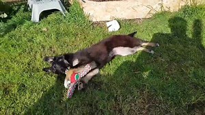 1.7K views · 92 reactions | At last some interaction with a toy! | K9 Focus | Facebook